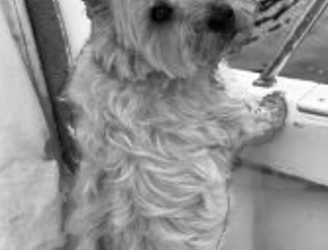 Cody Speaks ARF